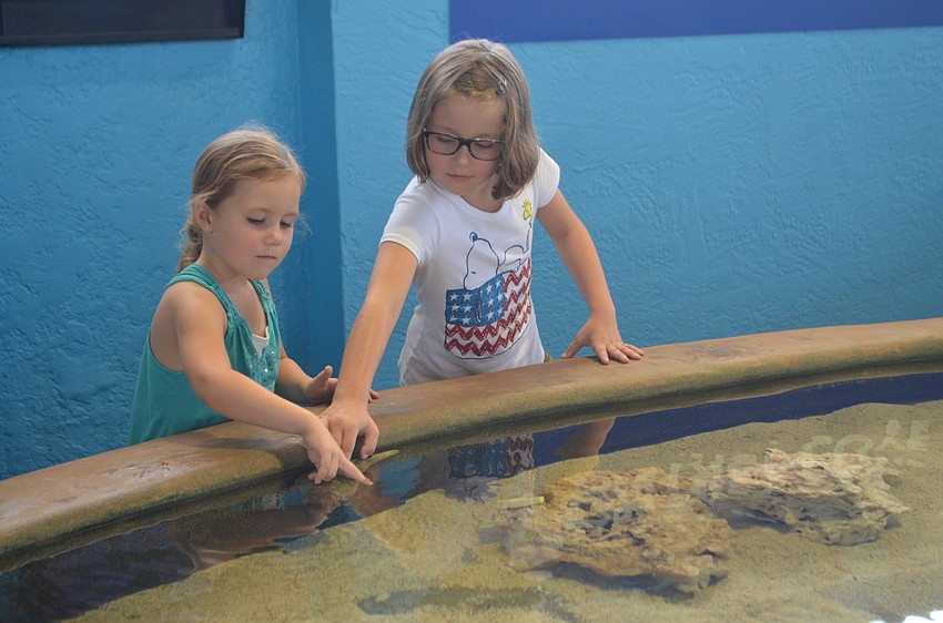 Ansley, 4, and Averi Johnson, 7 touch different sea urchins in the touch pool.