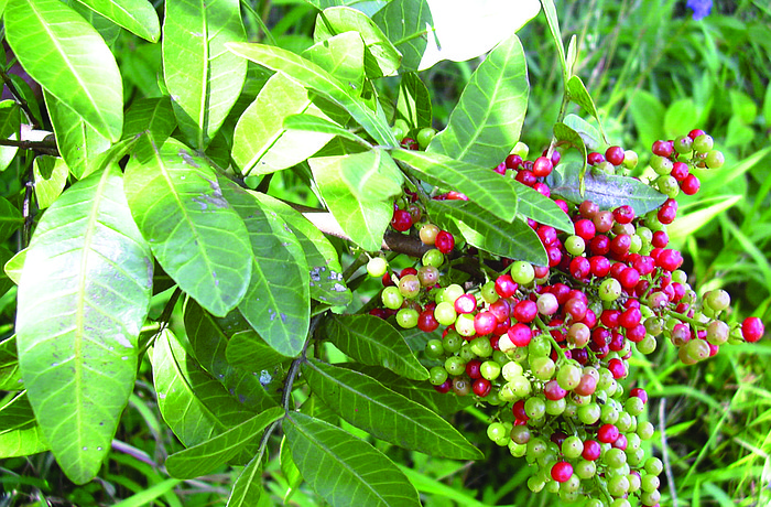 Brazilian pepper plant