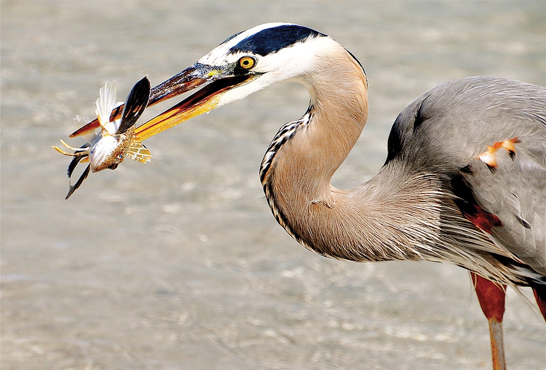 Dan Hill captured this shot of a great blue heron and its catch at Lido Beach.
