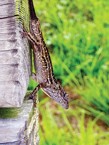 Jeannie Sparks captured this shot of a curious lizard at Jiggs Landing.