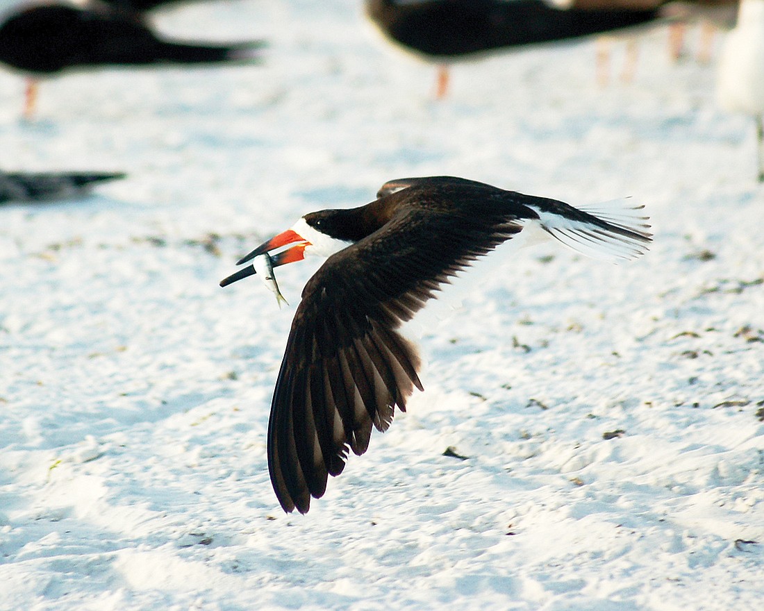 Susan DeVictor captured this shot of a black skimmer bringing a fish to its nesting site at Lido Beach.