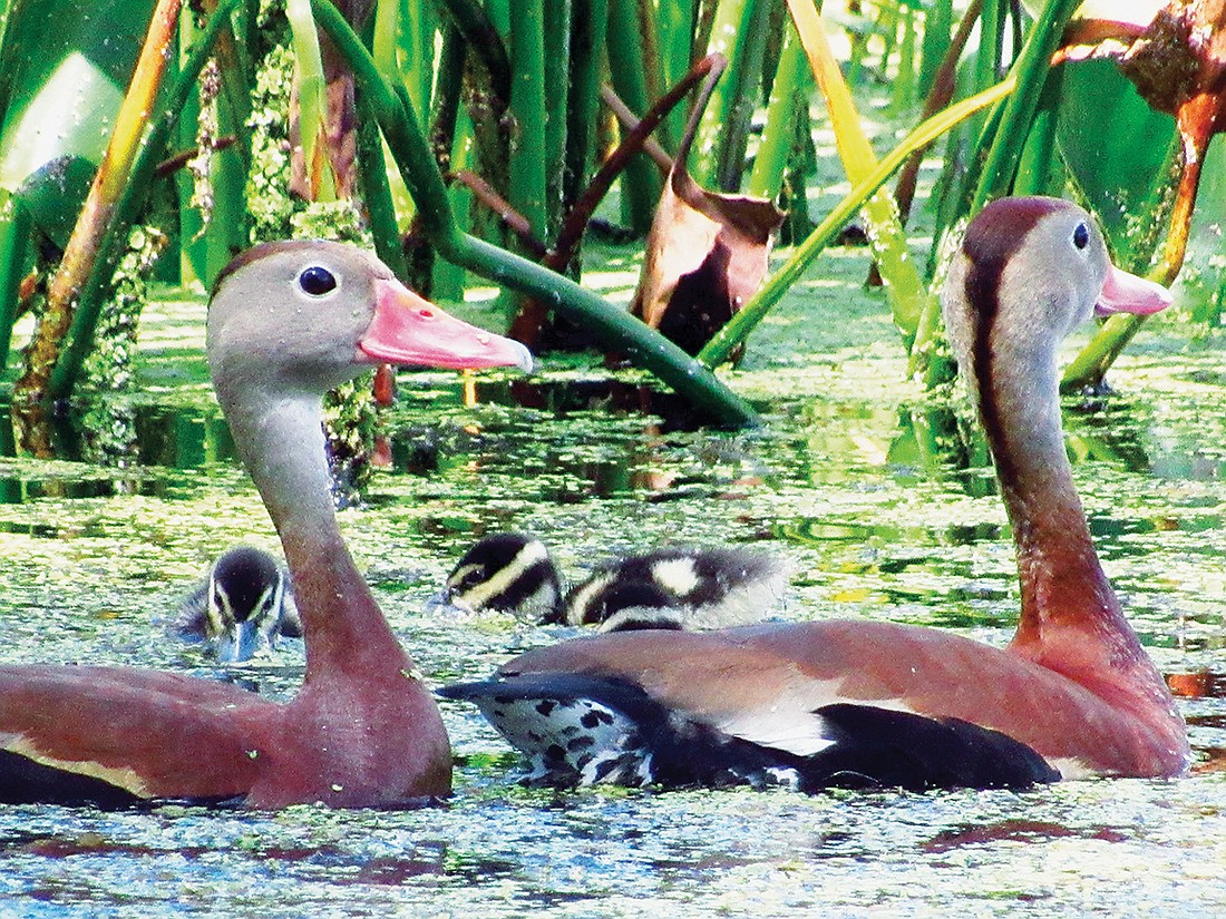 Jeannie Sparks captured a shot of these black-bellied whistling ducks and ducklings at a marsh in Lakewood Ranch.