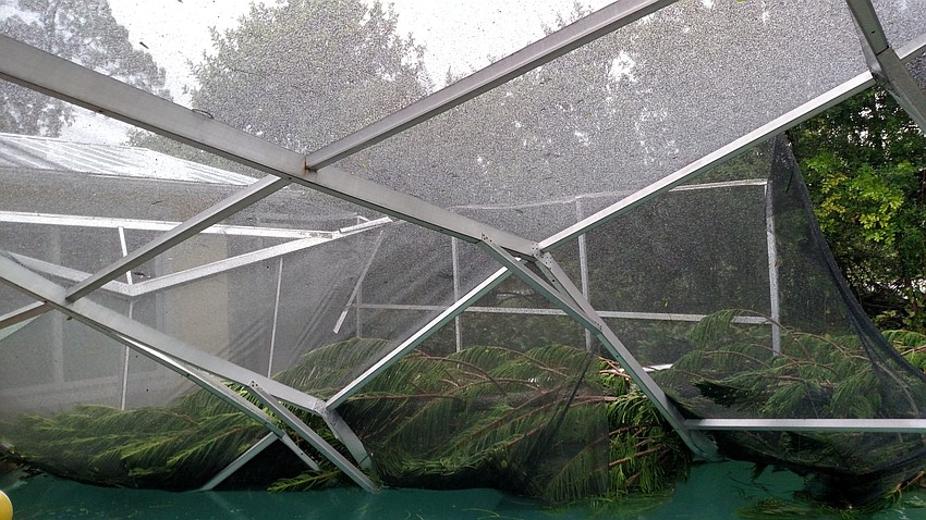 Carol Erker, immediate past president of the Longboat Key Rotary Club, shared a photo of a large Norfolk Island pine, which crashed through her pool enclosure in the  600 block of  Buttonwood Drive at 6:30 a.m. Friday.