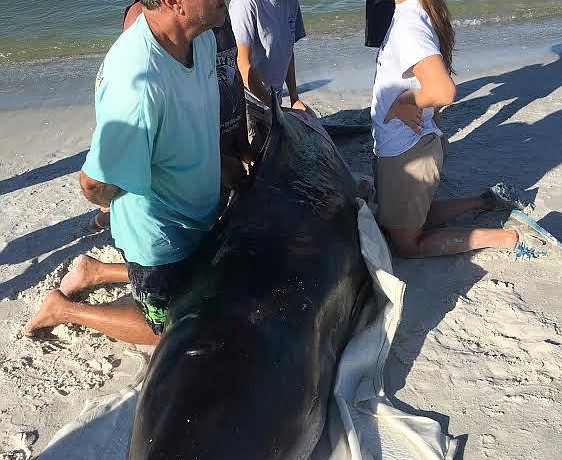 Trained responders examine the whale that was found on Longboat Key the morning of Sept. 6. Credit: Longboat Key Turtle Watch