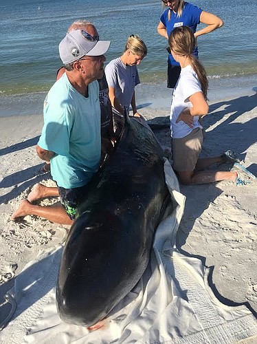 Trained responders examine the whale that was found on Longboat Key the morning of Sept. 6. Credit: Longboat Key Turtle Watch
