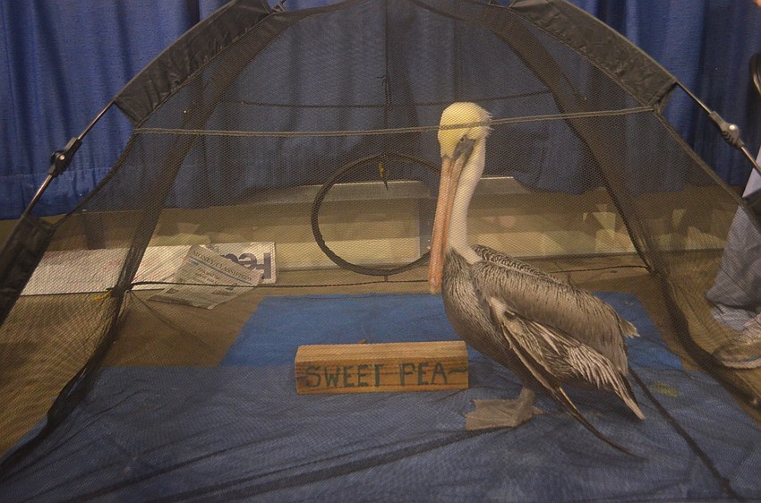 Sweet Pea of Save our Seabirds