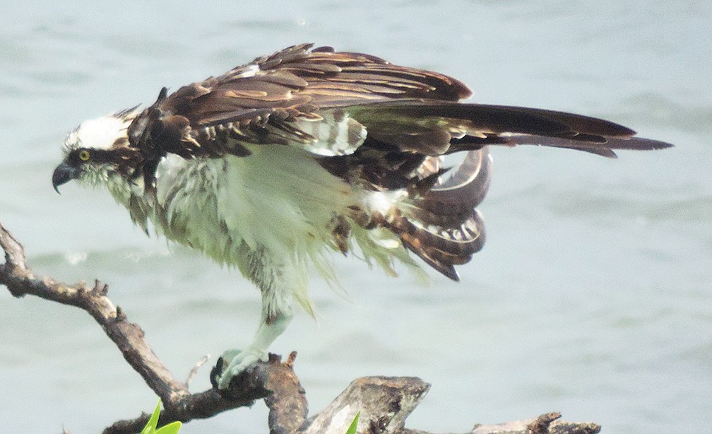 Billie Dawson captured this shot of an osprey that landed in the Sarasota Bay mangroves off Longboat Key during Hurricane Hermine.