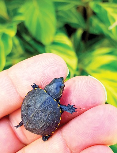 Bruce Silverman captured this shot of a baby turtle in Lakewood Ranch.