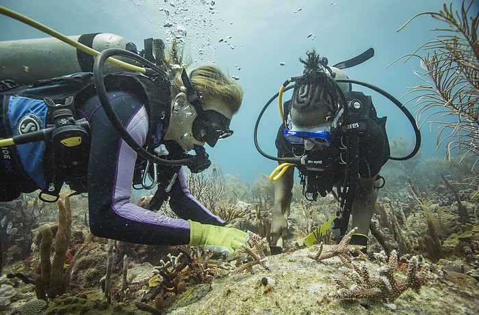 Staff members plant young coral in a nursery near damaged reef in Grenada. Photo courtesy of Mote Marine Laboratory.