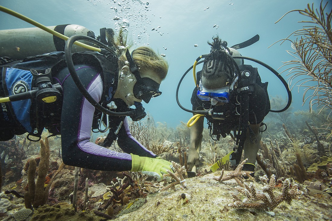 Staff members plant young coral in a nursery near damaged reef in Grenada. Photo courtesy of Mote Marine Laboratory.