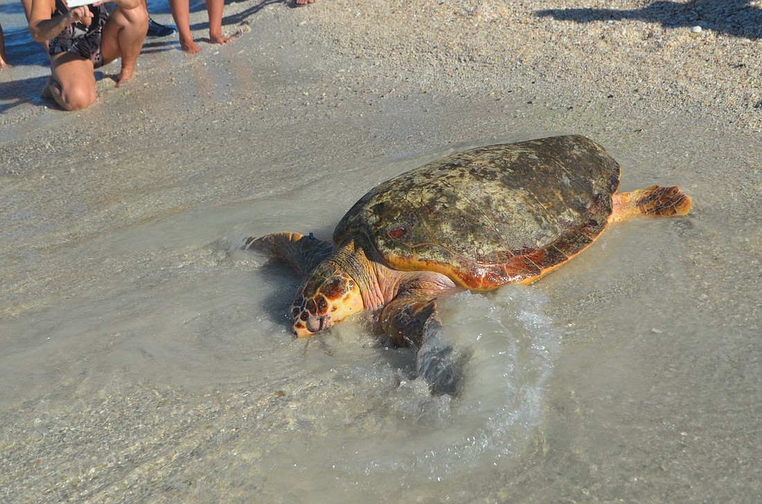 Tucker B., a sea turtle that was rehabilitated at Mote Marine Laboratory, was released into the gulf on Sept. 16.