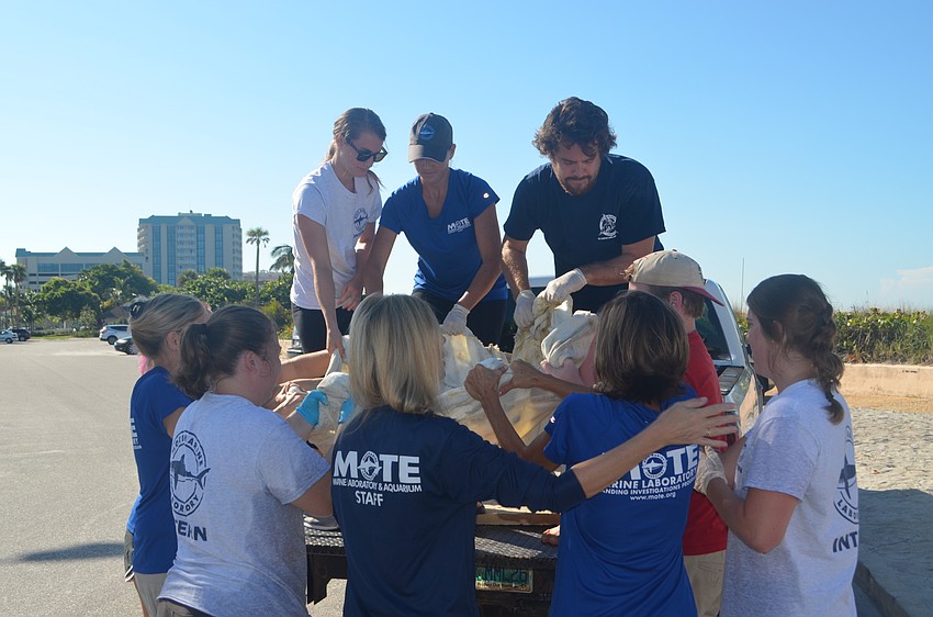 Mote Marine staff and interns carefully remove Tucker B. the sea turtle from the truck.