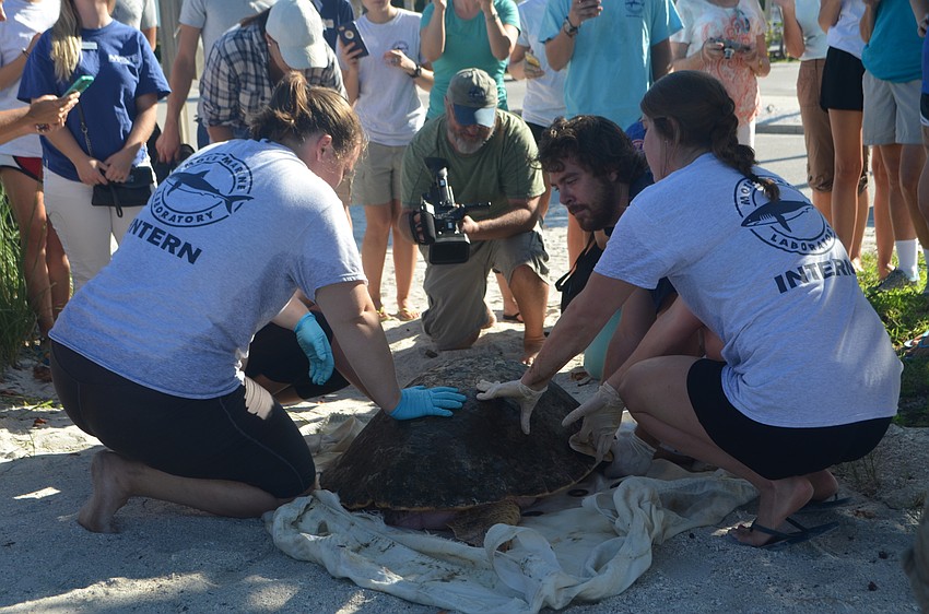 Before being released off Maggie Hughes, Abby Duncan and Weston Spoon place the turtle on the ground.