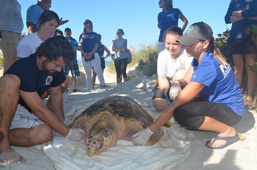 Weston Spoon, Abby Duncan, Maggie Hughes, Jenna Rouse place the turtle on the ground before its release.