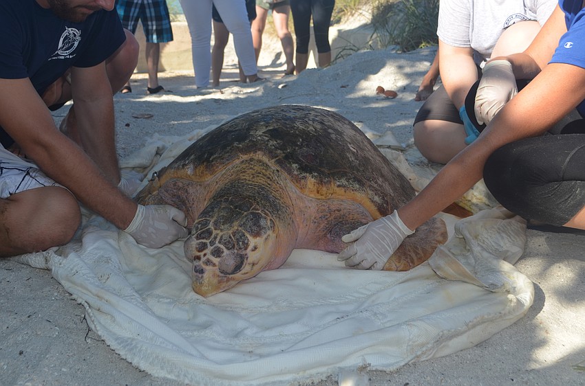 Tucker B. was named by students at Bradenton Christian School after they fundraised for Mote’s Sea Turtle Rehabilitation Hospital.