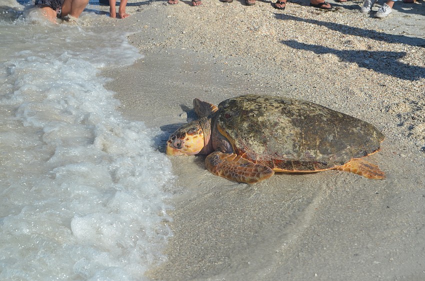 Tucker B. greets the tide as it rolls toward him on Sept. 16. He was found on May 22 in Boca Grande and went through rehab at Mote.