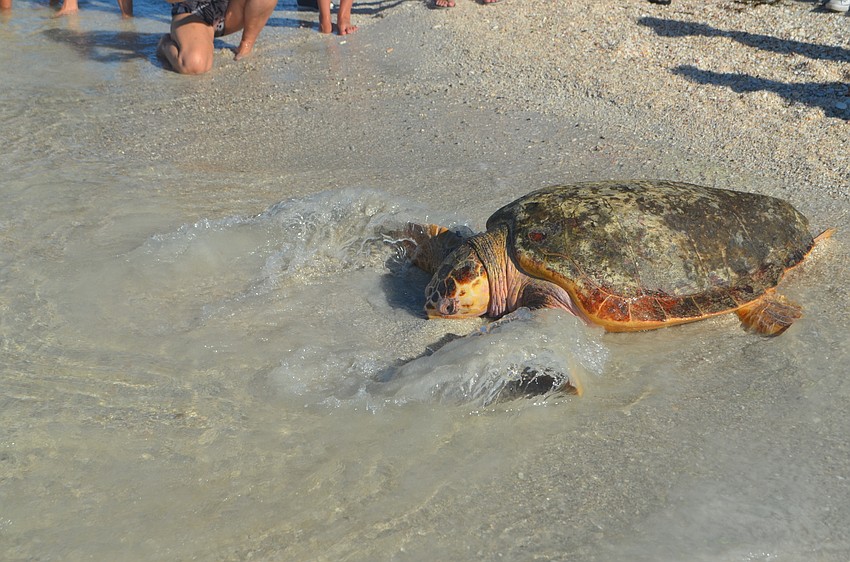Tucker B. strokes in the tide and gets used to the water before heading out into the gulf.