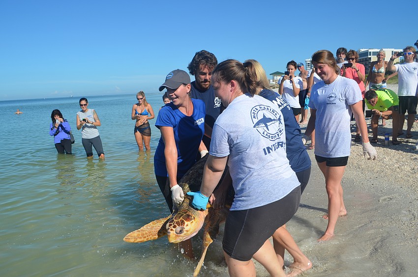 Mote staff and interns carry Tucker B. further into the water.