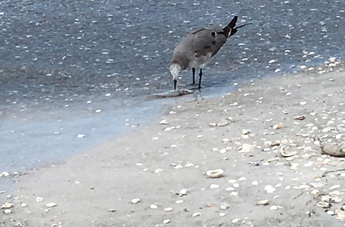Red tide is back on Longboat Key bringing with it bad smells and dead fish. Doesn't seem to bother this gull though.