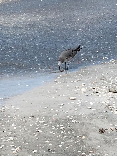 Red tide is back on Longboat Key bringing with it bad smells and dead fish. Doesn't seem to bother this gull though.