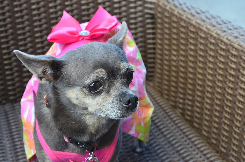 Apple, the Sea of Strength school dog, sits with her outfit on at the Giving Challenge.