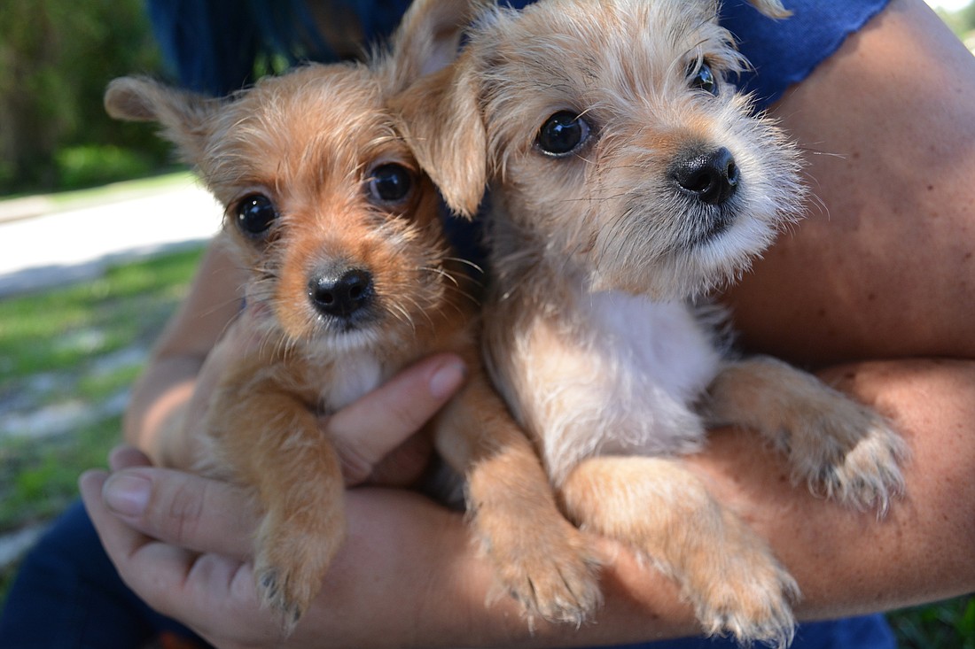 Howie and Harry won't be available for adoption for a few more weeks.