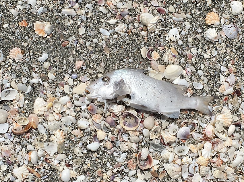 One of hundreds of dead fish presumed to be victims of red tide just off the Longboat Key beaches.