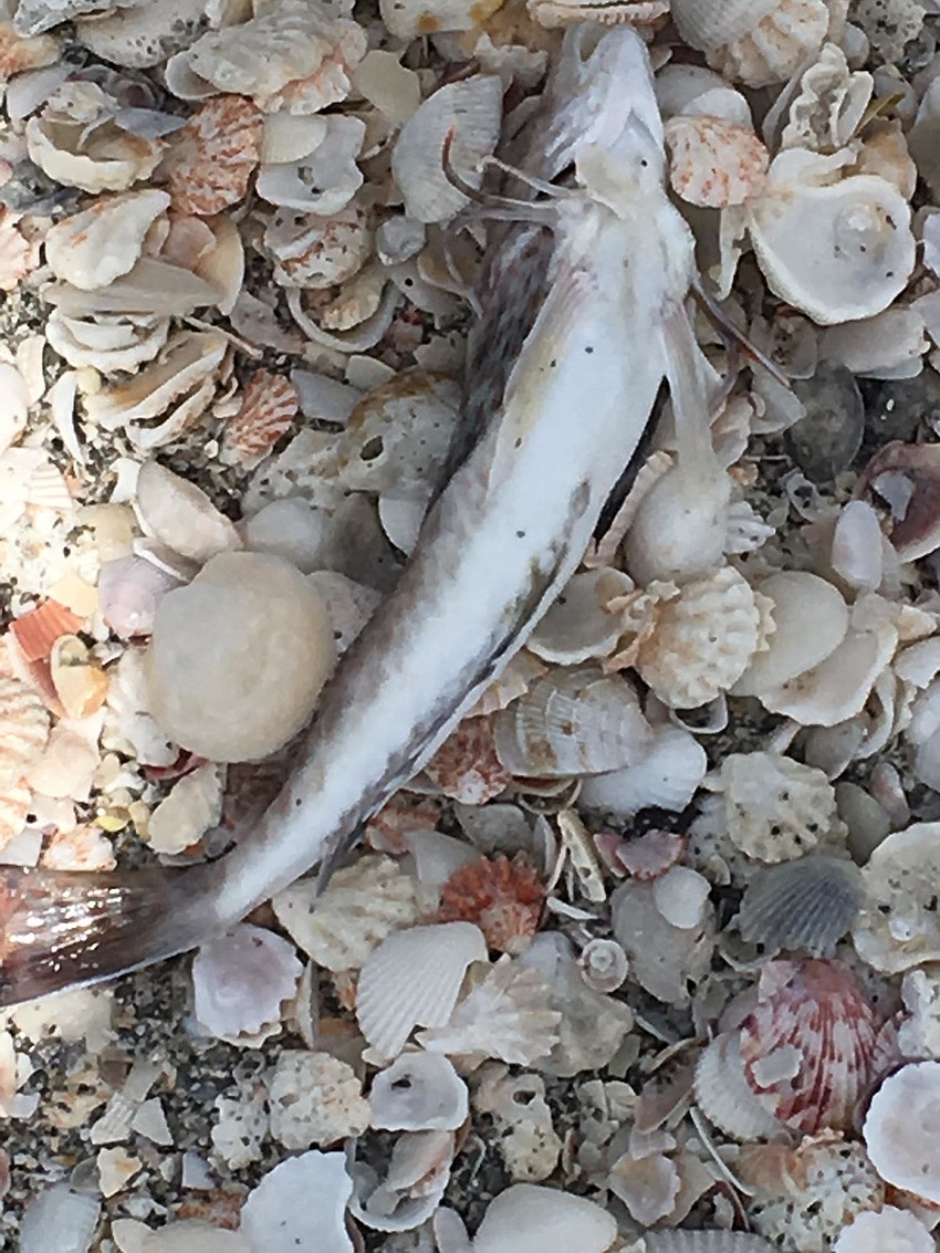 One of hundreds of fatalities from the Gulf of Mexico presumed to be victims of red tide just off the Longboat Key beaches.