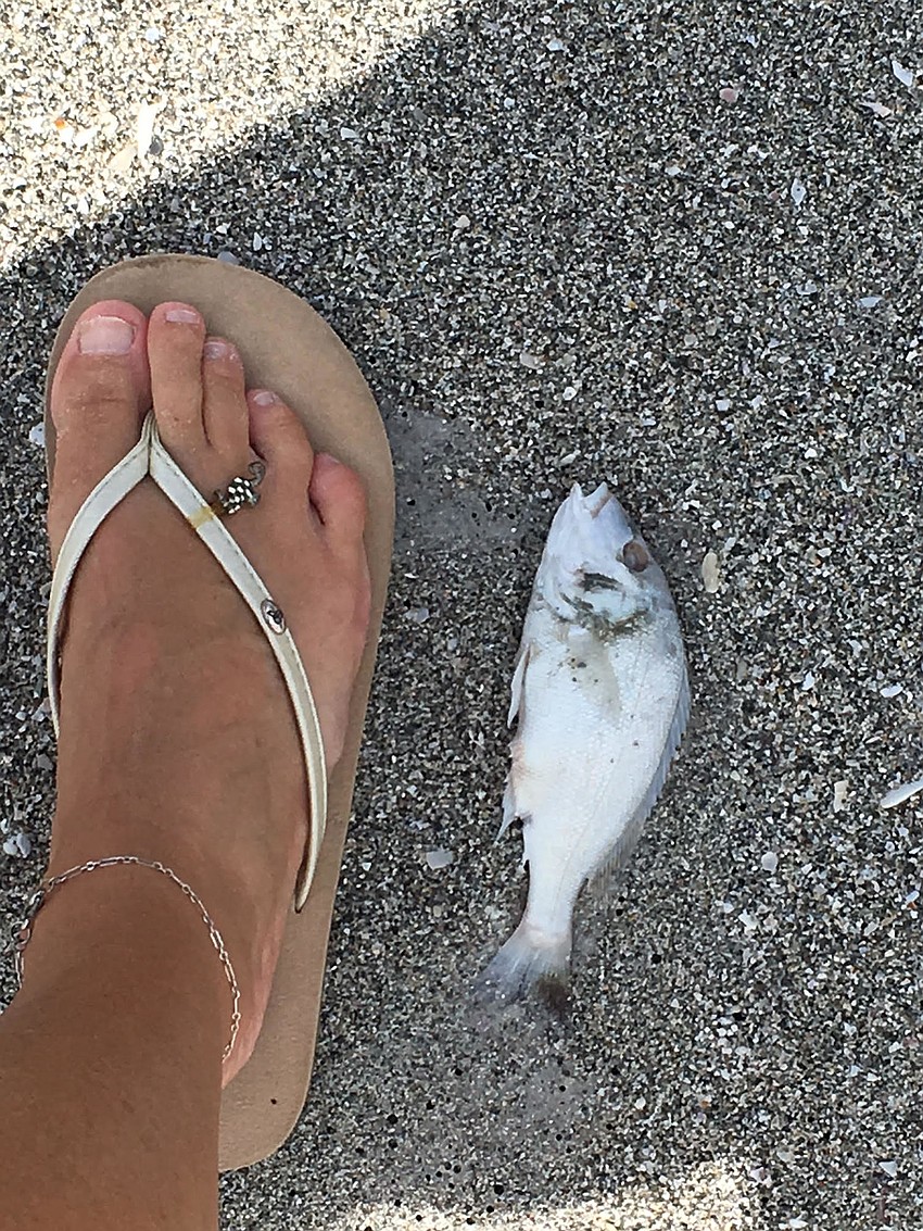 One of hundreds of dead fish presumed to be victims of red tide just off the Longboat Key beaches.