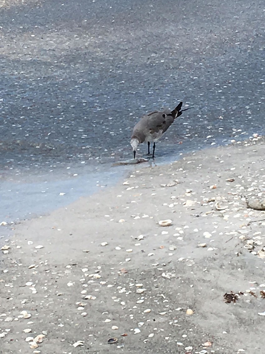 Sea gulls don't seem to be deterred from eating fish kill victims of red tide off Longboat Key.