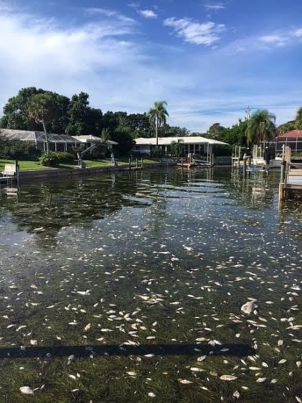 Red tide at Spinnaker Halyard Canal on Longboat Key.