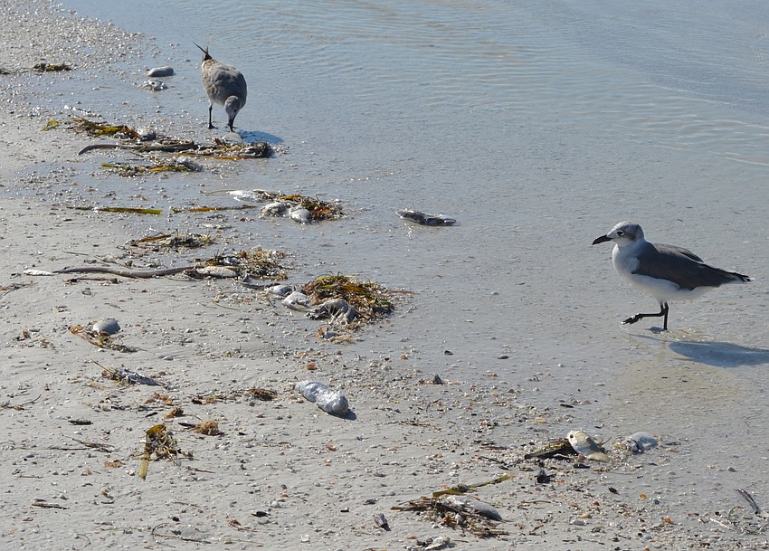 The shoreline of Siesta Key Beach was lined with dead fish Tuesday.