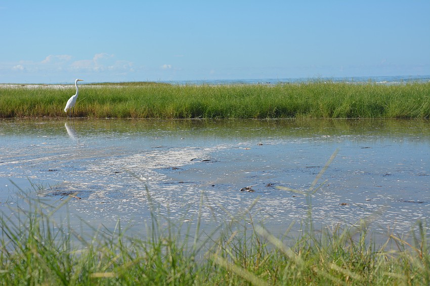 Red tide debris pooled near the entrance of Beach Access 4.
