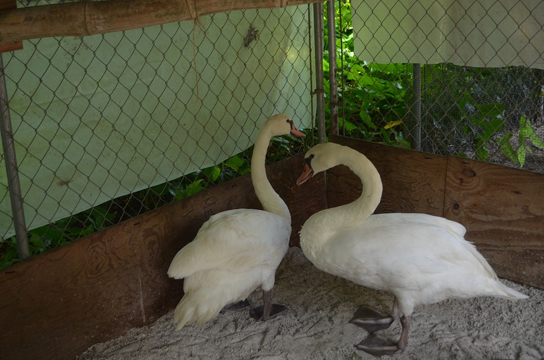 Two males swans were moved to Sarasota Jungle Gardens from Camelot Lake on Sept. 28. Their names will be decided in a contest hosted by Sarasota Jungle Gardens.