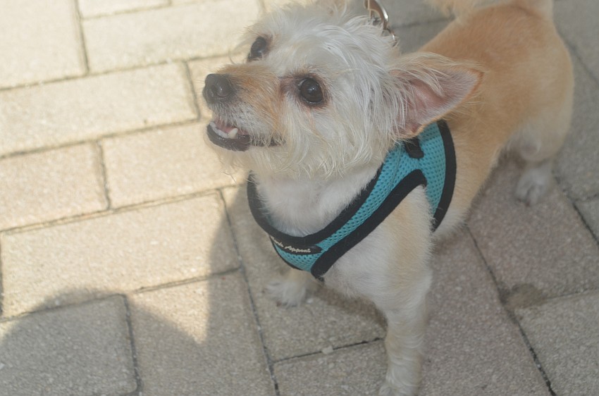 Lexi, a 6-year-old, long-haired chihuahua