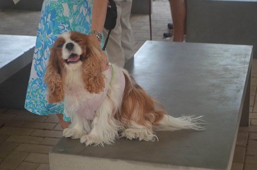 Bella, 6, a cavalier King Charles