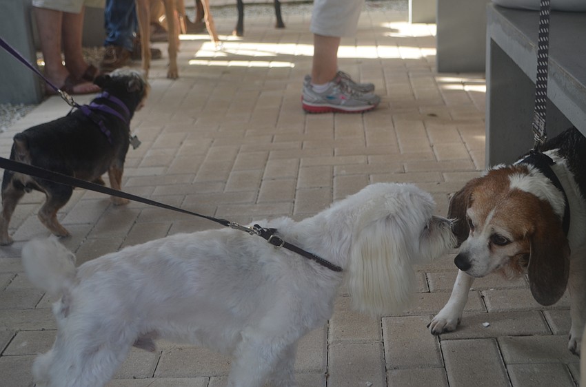 Mat, a maltese cockapoo sniffs Gracie, 11, a beagle.