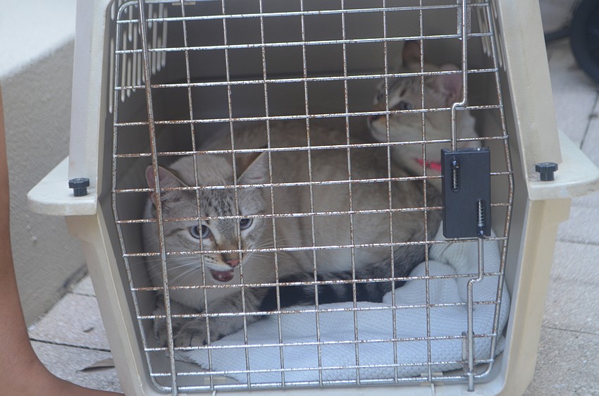 Daisy and Tilly, both lynx point siamese cats, rest in their carrier.
