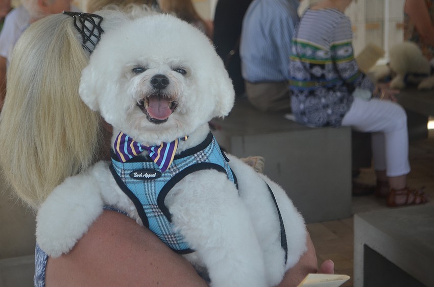 Mac, a bichon frise, waits to be blessed during the annual animal blessing at St. Boniface Episcopal Church on Oct. 1.