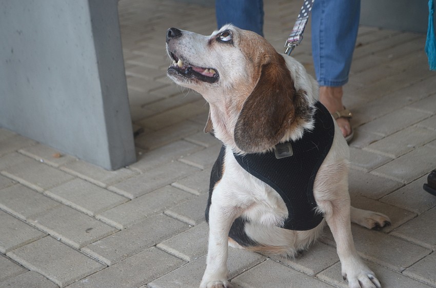Gracie, an 11-year-old beagle looks up to her owners during the St. Boniface animal blessing on Oct. 1.