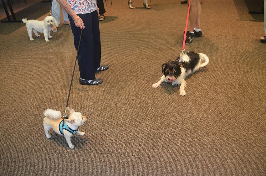 Lexi, a long-haired chihuahua, plays with Snuffkin, a terrier -shih tzu mix. Snuffkin turned 10 months old on Sept. 30.