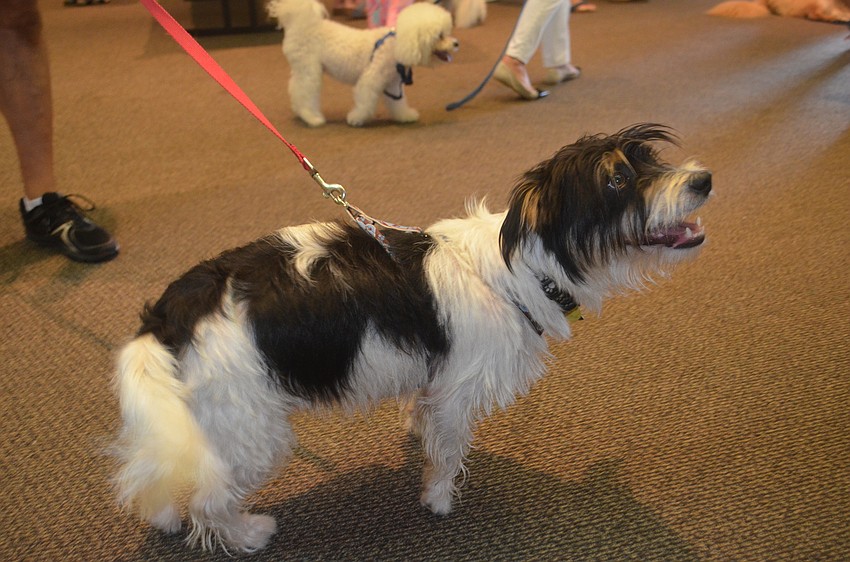 Snuffkin, 10-month-old terrier-shih tzu mix.