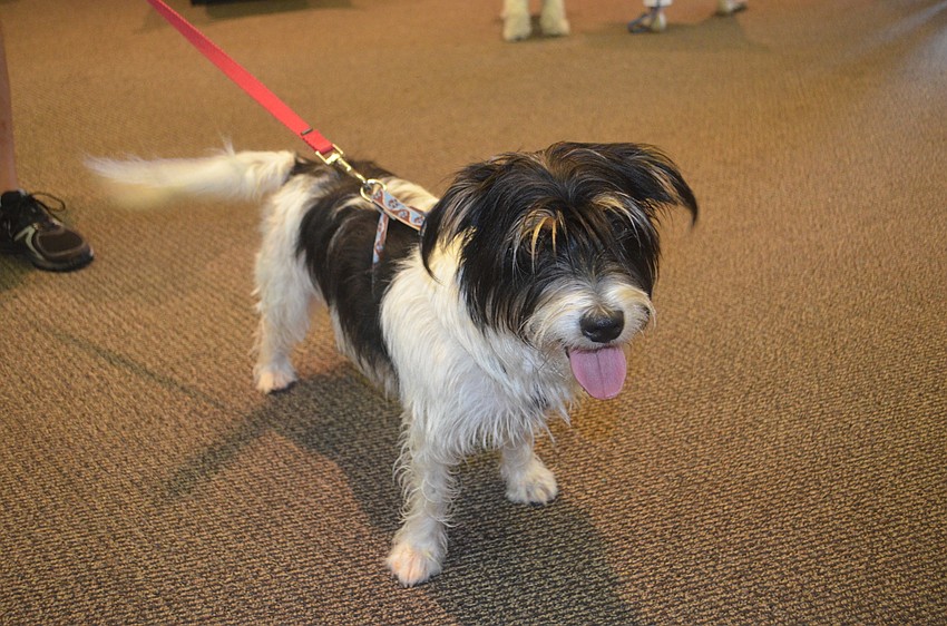 Snuffkin, 10-month-old terrier-shih tzu mix. He is the 12th humane society dog that Judith Rock has fostered.