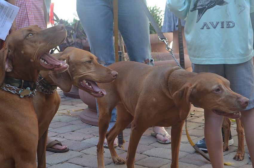 Hutch and his four-legged friends listen carefully as the annual animal blessing begins at Church of the Redeemer on Oct. 2.