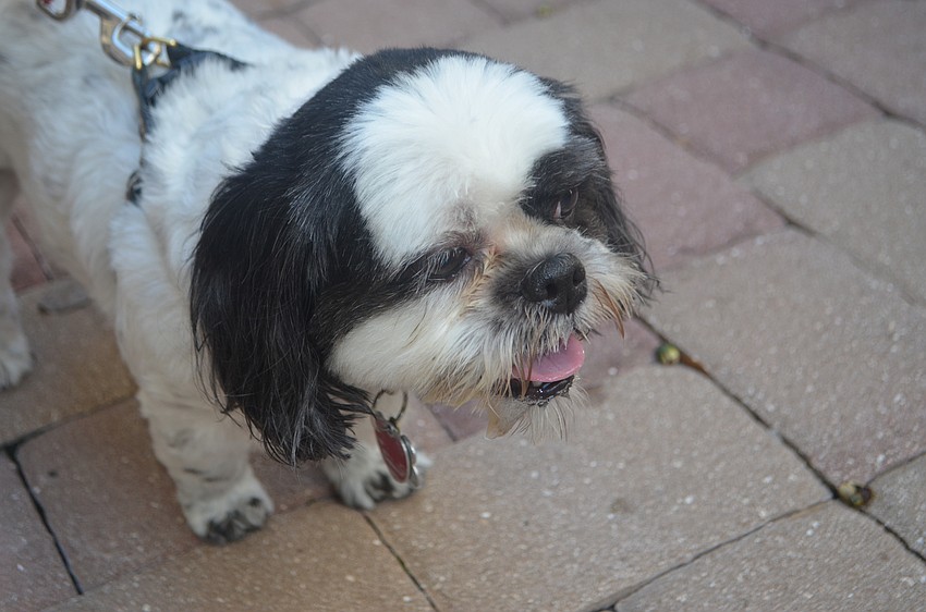 The annual animal blessing brought church members and their pets together at Church of the Redeemer on Oct. 2.