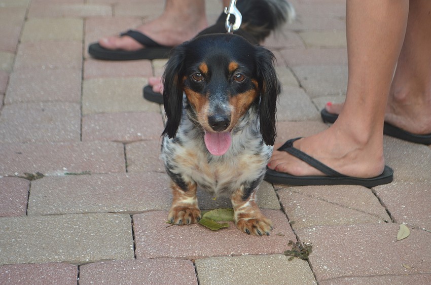Theo Salmon, a triple dapple dachshund, waits in line at the annual animal blessing at Church of the Redeemer.