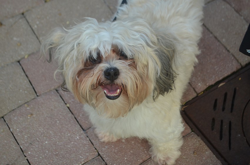 Percy, 4, waits in line at the annual animal blessing at Church of the Redeemer.