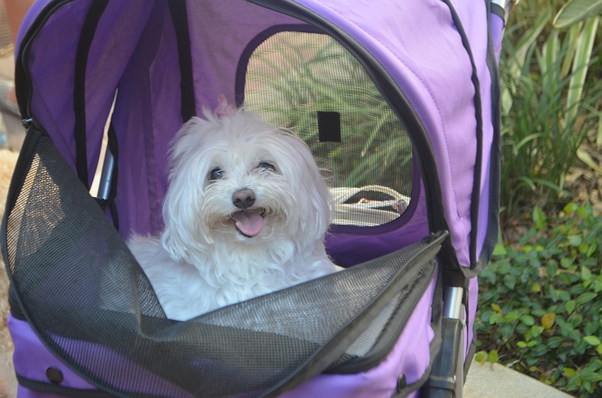 Bailey Cole, an 8-year-old maltese