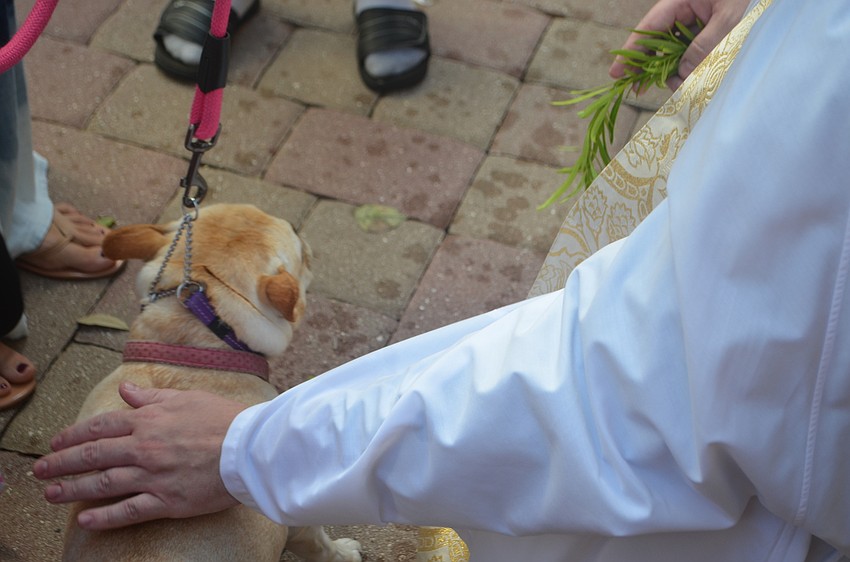 Mable Ringling, a French bulldog, gets blessed by Father Charleston Wilson at the Church of the Redeemer’s annual animal blessing on Oct. 2.