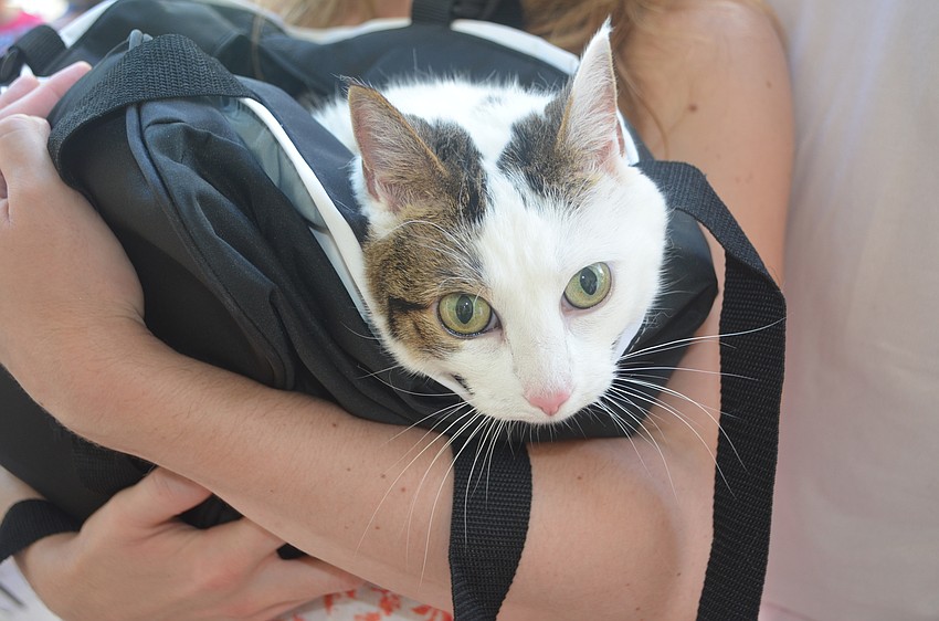 Fatz Domino, a 13-year-old domestic short-haired mix.